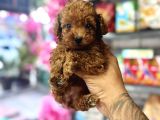 TOY POODLE YAVRUMUZ 0 TEACUP