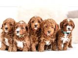 MALTİPOO CİNSİ YAVRULAR EV ÜRETİMİ 