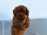 POODLE TOY SEVİMLİ YAVRULAR 
