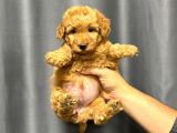 KAHVE TONLU MALTİPOO CİNSİ YAVRULAR 