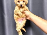 MALTİPOO CİNSİ YAVRULAR EV ÜRETİMİ 