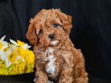 MALTİPOO CİNSİ YAVRULAR EV ÜRETİMİ 