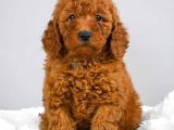 TOY POODLE YAVRUMUZ 0 TEACUP