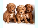 MALTİPOO CİNSİ YAVRULAR EV ÜRETİMİ 