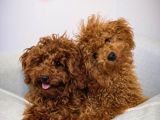 TOY POODLE YAVRUMUZ 0 TEACUP