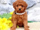 MALTİPOO CİNSİ YAVRULAR EV ÜRETİMİ 