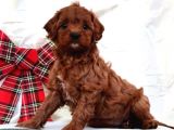 TOY POODLE YAVRUMUZ 0 TEACUP