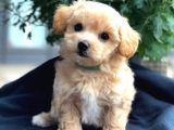 MALTİPOO CİNSİ YAVRULAR EV ÜRETİMİ 