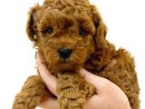 TOY POODLE YAVRUMUZ 0 TEACUP