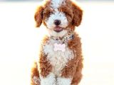 MALTİPOO CİNSİ YAVRULAR EV ÜRETİMİ 
