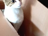 Ücretsiz kedi sahiplendirme 