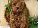 TOY POODLE YAVRUMUZ 0 TEACUP