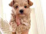 MALTİPOO CİNSİ YAVRULAR EV ÜRETİMİ 