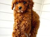 TOY POODLE YAVRUMUZ 0 TEACUP