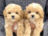 MALTİPOO CİNSİ YAVRULAR EV ÜRETİMİ 