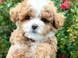 KAHVE TONLU MALTİPOO CİNSİ YAVRULAR 
