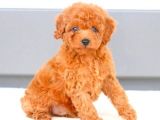 TOY POODLE YAVRUMUZ 0 TEACUP