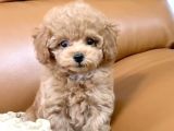 MALTİPOO CİNSİ YAVRULAR EV ÜRETİMİ 