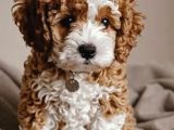 MALTİPOO CİNSİ YAVRULAR EV ÜRETİMİ 