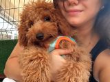 6 aylık poodle görüşülür