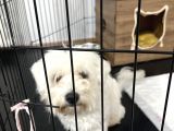 Ücretsiz sahiplendirme 1 yaş 0 numara erkek terrier