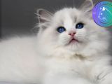 Görkemli Ragdoll yavrumuz 