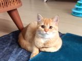 Özel Renk British Shorthair Red Golden Erkek Yavrular 
