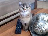 Muhteşem British Shorthair Black Golden Yavrular 