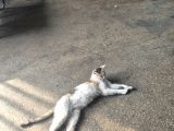Acil Yuva Aranıyor