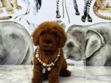 KIPKIRMIZI RED TOY POODLE 
