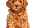 MALTİPOO CİNSİ YAVRULAR EV ÜRETİMİ 