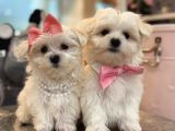 Korean maltese bebeklerimiz 