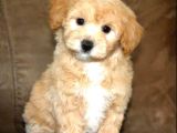 MALTİPOO CİNSİ YAVRULAR EV ÜRETİMİ 