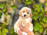 MALTİPOO CİNSİ YAVRULAR EV ÜRETİMİ 