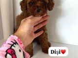 TOY POODLE YAVRUMUZ 0 TEACUP