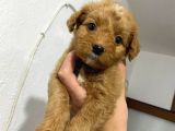 MALTİPOO YAVRULARIM HARİKA RENK , ANATOMİ VE BOY
