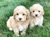 MALTİPOO CİNSİ YAVRULAR EV ÜRETİMİ 