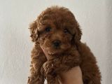 TOY POODLE YAVRUMUZ 0 TEACUP