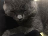 Kedi sahiplendirme