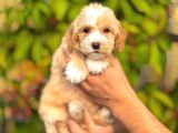 MALTİPOO CİNSİ YAVRULAR EV ÜRETİMİ 