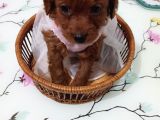 Toy Poodle Redbrown