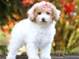 MALTİPOO CİNSİ YAVRULAR EV ÜRETİMİ 