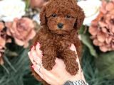 TOY POODLE YAVRUMUZ 0 TEACUP