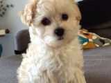 MALTİPOO CİNSİ YAVRULAR EV ÜRETİMİ 