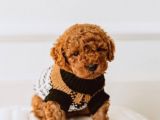 TOY POODLE YAVRUMUZ 0 TEACUP