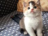 Show Kalite British Shorthair Bicolor Yavrular 