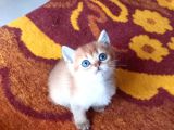 Muhteşem British Shorthair Golden Yavrular 