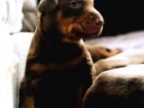 İRİ göğüs King doberman