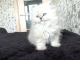 British longhair erkek