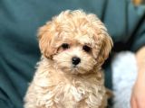 RENKLİ SAF KAN MALTİPOO CİNSİ YAVRULAR 